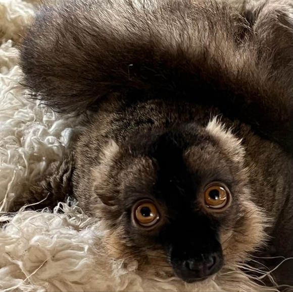 π Large Heather Gray World Lemur Day Crewneck Tee π - Picture 13 of 16